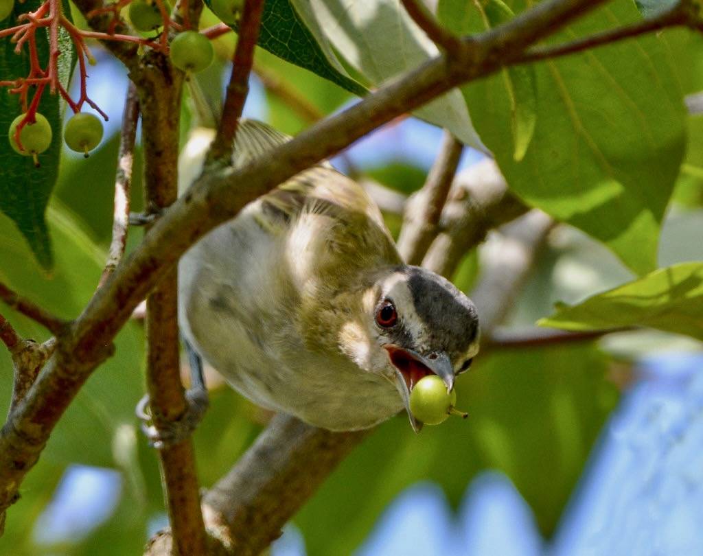 Red-Eyed Vireo by TheGreenHeron is licensed under CC BY-NC 2.0.
